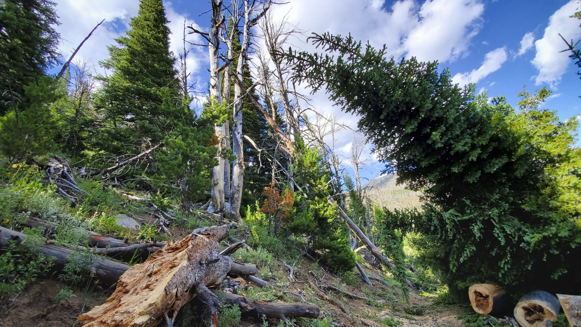 Trees damaged from a microburst near Granite Lake on Aug. 11.
